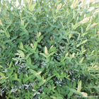 Salix integra 'hakuro nishiki': 1/2 tige 15L